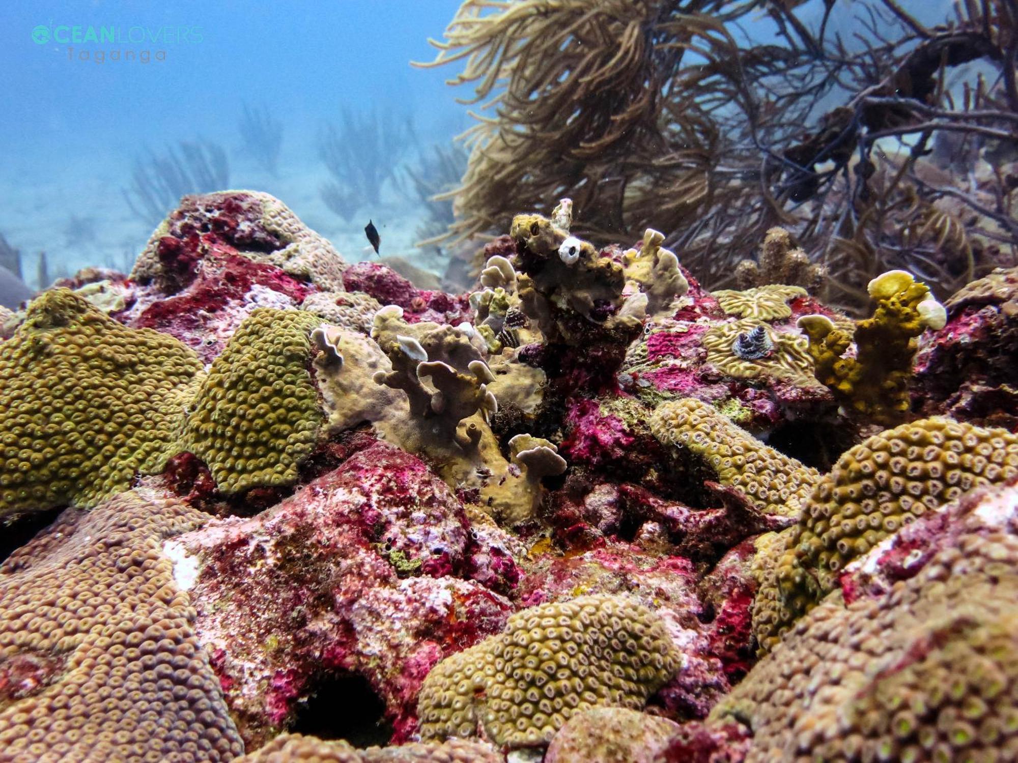 تاجانجا Ocean Lovers Hostel & Apartments المظهر الخارجي الصورة